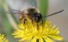 Eucera nigrilabris